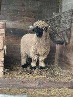 Stamboek Walliser Schwarznase lammeren, rammen, zwgvrij, Dieren en Toebehoren, Schapen, Geiten en Varkens, Meerdere dieren, Schaap