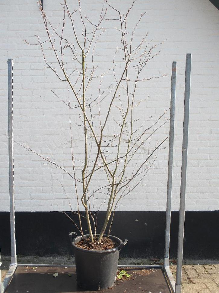 ACTIE!! Amelanchier lamarckii, meerstammige krent, ca. 2 m., Tuin en Terras, Planten | Bomen, Overige soorten, 100 tot 250 cm