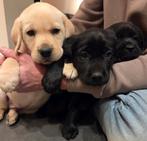 Prachtige Labrador pups zwart en blond!, Dieren en Toebehoren, 8 tot 15 weken, Labrador retriever, Meerdere, Meerdere dieren