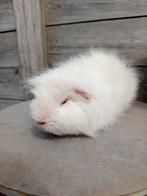Ch Teddy - Beer (Lilac), Dieren en Toebehoren, Cavia, Juni, Mannelijk, Tam