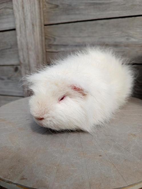 Ch Teddy - Beer (Lilac), Dieren en Toebehoren, Knaagdieren, Mannelijk, Cavia, Juni, Tam