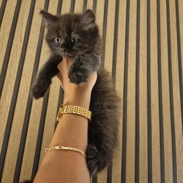  Britse korthaar kittens  beschikbaar voor biedingen
