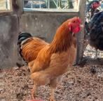 Prachtig haantje, Wyandotte Colombia Buff, Dieren en Toebehoren, Pluimvee, Mannelijk, Kip