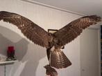 Opgezette Buizerd, Verzamelen, Dierenverzamelingen, Ophalen of Verzenden, Zo goed als nieuw, Vogel, Opgezet dier