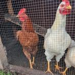 Hanen, Dieren en Toebehoren, Mannelijk, Kip