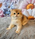 Prachtige raszuivere Britse korthaar kittens met stamboom, Dieren en Toebehoren, Katten en Kittens | Raskatten | Korthaar, Poes