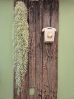 Tillandsia Fine Silver 100cm grijs XL