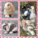 Schattige & mooie jonge Hangoordwerg konijntjes geboren, Dieren en Toebehoren, Konijnen, Meerdere dieren, Dwerg, Hangoor, 0 tot 2 jaar