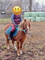 Welsh pony, Merrie, Zadelmak, C pony (1.27m tot 1.37m), 7 tot 10 jaar