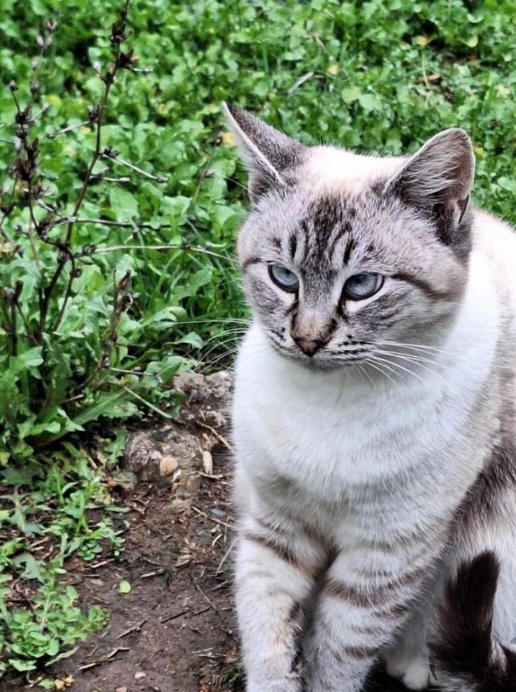 SILVER 7-8 mnd. Bulgarije vol vertrouwen/cats/dogs, Dieren en Toebehoren, Katten en Kittens | Overige Katten, Kortharig, Poes