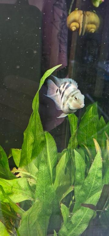 2x Blue polar parrot aquariumvis beschikbaar voor biedingen