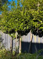 Leibomen laurier 3x 300 cm, Tuin en Terras, Planten | Bomen, Ophalen, Halfschaduw, Overige soorten, 100 tot 250 cm