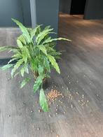 4 kunstplanten in pot met hydrokorrels, Ophalen
