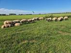 Texelaar Dekrammen, Dieren en Toebehoren, Schapen, Geiten en Varkens, Mannelijk, Schaap, 0 tot 2 jaar