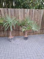 Trachycarpus fortunei winterharde palmboom, Tuin en Terras, Planten | Bomen, Volle zon, Ophalen of Verzenden, Palmboom