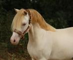 Lieve drachtige perlino welsh A merrie, Dieren en Toebehoren, Pony's, Merrie, B pony (1.17m tot 1.27m), Gechipt, 7 tot 10 jaar