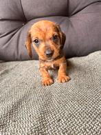 Ruwhaar teckel pup reutje, Parvo, Reu, 8 tot 15 weken, Dwerg