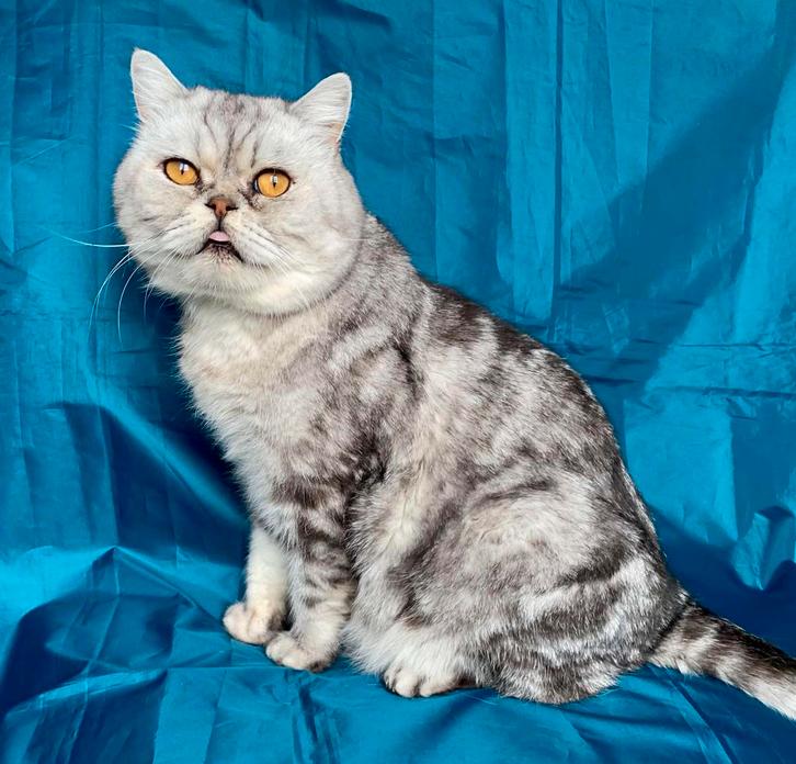 Deze prachtige Britse Korthaar kater zoekt een warm thuis!, Dieren en Toebehoren, Katten en Kittens | Raskatten | Korthaar, Kater