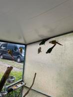Pyrrhura koppels, Dieren en Toebehoren, Vogels | Parkieten en Papegaaien, Meerdere dieren, Parkiet