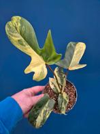 Philodendron Florida Beauty p12 (1), Huis en Inrichting, Ophalen of Verzenden, Halfschaduw, Minder dan 100 cm