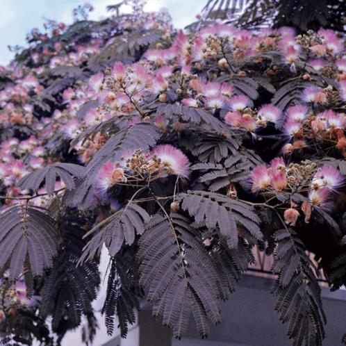 Albizia Summer (Groen) Perzische Slaapboom, Tuin en Terras, Planten | Struiken en Hagen, Hortensia, Minder dan 100 cm, Ophalen