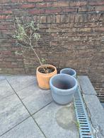 Drie potten + olijfboom, Tuin en Terras, Bloempotten, Ophalen, Gebruikt, Rond, Tuin