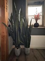 2 flinke Sansevieria kamerplanten met pot (vrouwentong), Ophalen, Halfschaduw, In pot, Bloeiende kamerplant
