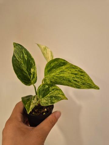 Epipremnum Marble Queen - Klein Plantje beschikbaar voor biedingen