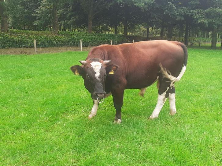 Dekstier te huur., Dieren en Toebehoren, Runderen, Mannelijk