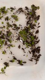 Torenslak aquarium en drijfplanten gratis, Dieren en Toebehoren, Vissen | Aquariumvissen, Vis
