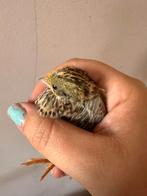 Broedeieren chinese dwergkwartel, Dieren en Toebehoren, Meerdere dieren, Overige soorten