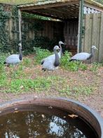 Juffer kraanvogels.  Grus virgo, Dieren en Toebehoren, Pluimvee, Meerdere dieren