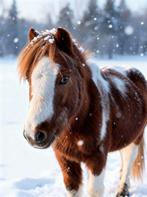A pony bereden en aangespannen en mega knappe volbloed, Dieren en Toebehoren, Pony's, B, Gechipt