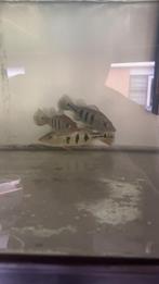 Cichla kelberi, Dieren en Toebehoren, Vissen | Aquariumvissen, Vis, Zoetwatervis