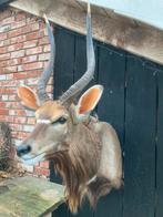 Nyala,antilope,opgezet,preparaat,taxidermie,hoorns,gewei, Opgezet dier, Zo goed als nieuw, Ophalen