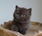 Gezocht ! Britse korthaar kitten, Dieren en Toebehoren, Poes, Kortharig, 0 tot 2 jaar