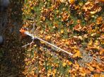 Stihl fs 460 voor onderdelen bosmaaier, Tuin en Terras, Ophalen, Zo goed als nieuw, Benzine