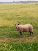 Jonge dek ram, Bleu du Maine.Dek ram., Dieren en Toebehoren, Schapen, Geiten en Varkens, Mannelijk, Schaap