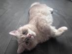 Brits lang haar, Kater, Ontwormd, 0 tot 2 jaar