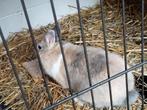 Konijn, Dieren en Toebehoren, Mannelijk, Dwerg