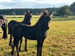 Twee prachtige Friese Merrie veulens, Dieren en Toebehoren, Merrie, 0 tot 2 jaar