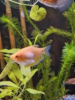 🐠✨ Prachtige Goud Gourami Vrouwtje te koop!, Dieren en Toebehoren, Vissen | Aquariumvissen, Vis, Zoetwatervis
