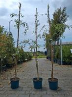 Treur wilgen 175 cm, salix sepulcralis chrysocoma treurwilg, In pot, Halfschaduw, 100 tot 250 cm, Zomer