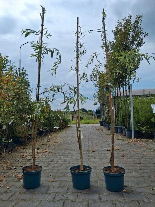 Treur wilgen 175 cm, salix sepulcralis chrysocoma treurwilg, Tuin en Terras, Planten | Bomen, Overige soorten, 100 tot 250 cm