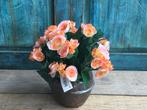 Kunstplant geranium zalmkleur NIEUW, Ophalen of Verzenden, Nieuw