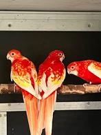 Rosella rubino pop, Dieren en Toebehoren, Vogels | Parkieten en Papegaaien, Vrouwelijk, Parkiet, Geringd