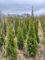 Thuja Smaragd, Ophalen, Conifeer, Haag, 100 tot 250 cm