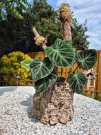 Kurkpot M met philodendron verrucosum, Huis en Inrichting, Kamerplanten, Groene kamerplant, Ophalen of Verzenden, Overige soorten