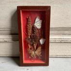 Sale 4 kleine vlinders*tres belle*, Verzenden