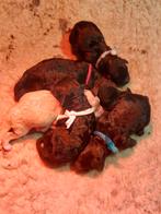 Prachtige kleine cockapoo f1bb pups /poedel pups., Dieren en Toebehoren, Honden | Niet-rashonden, 8 tot 15 weken, Meerdere, Meerdere dieren